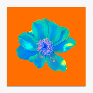 Flower (꽃-02)