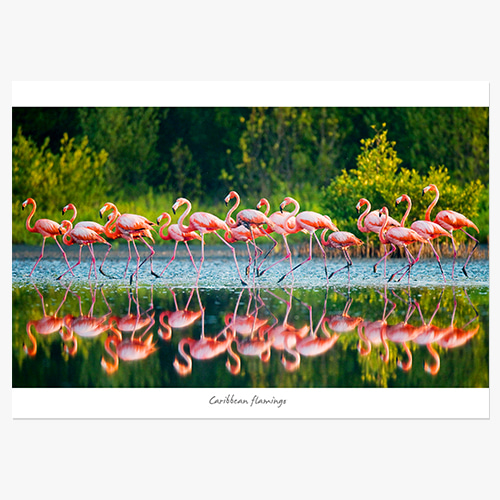 Caribbean flamingo (쿠바 플라밍고)