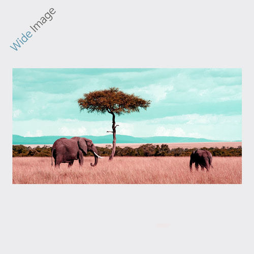 Masaimara, Kenya 394 - 와이드