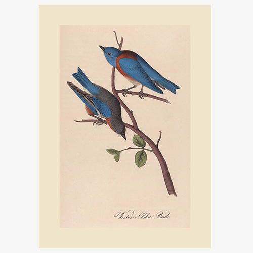 John James Audubon,(존 제임스 오듀본-01) 