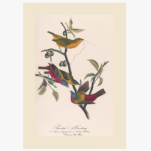 John James Audubon,(존 제임스 오듀본-03) 