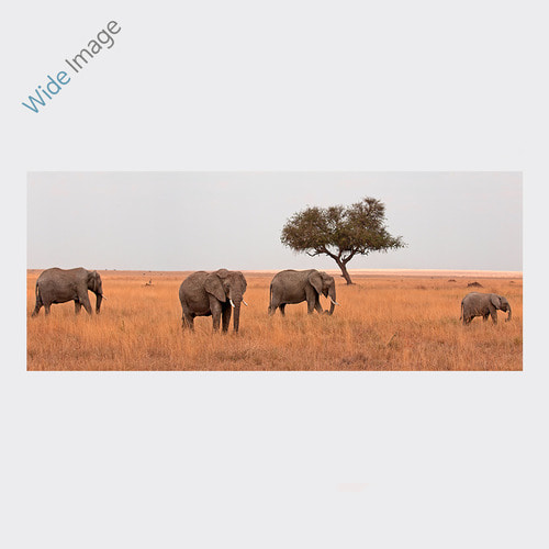 Serengeti National Park (세렝게티 국립공원) - 와이드