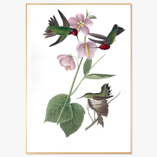 Bird &amp; Flower (존 제임스 오듀본의 새와 꽃-03)