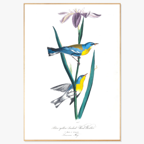 Bird &amp; Flower (존 제임스 오듀본의 새와 꽃-04)
