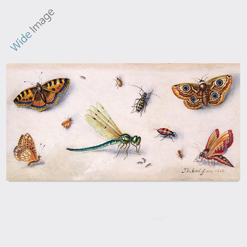 Insects, Butterflies, and a Dragonfly, (Jan van Kessel) - 와이드