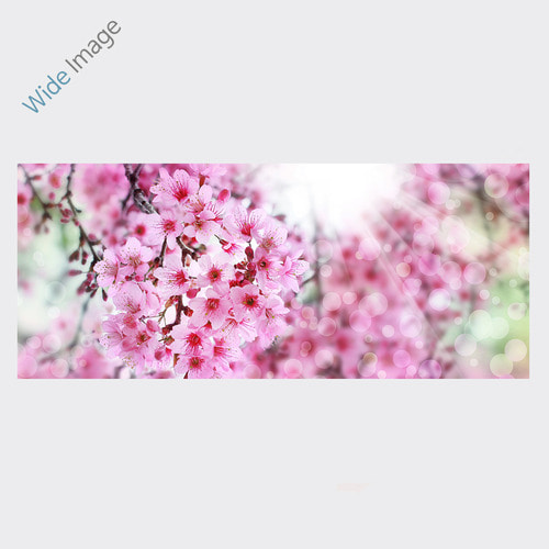 Cherry blossoms with sun rays, (벚꽃) - 와이드