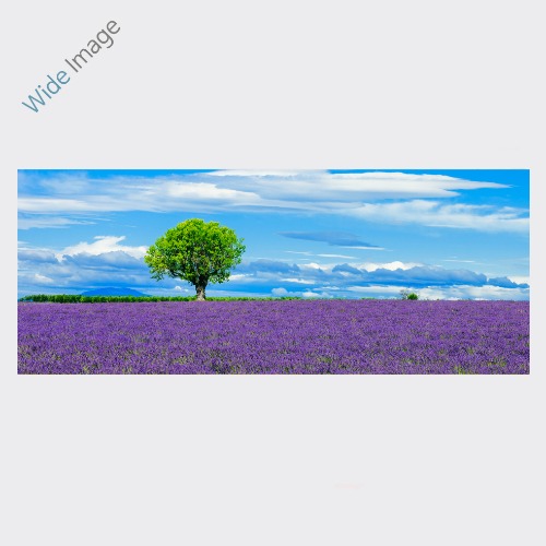 Panoramic view of lavender field with Fortune tree, (라벤더 밭의 행운나무 ) - 와이드