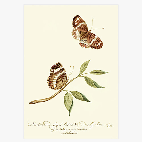 마르케 코넬리스 작가의 &quot;나뭇잎에 앉은 나비&quot;